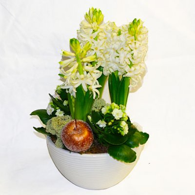 Skicka en traditionell julblomma